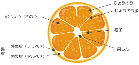 柑橘類の果実構造略図